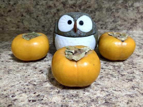 A small Japanese owl container on a counter surrounded by three Fuyu persimmons on a brown kitchen counter.