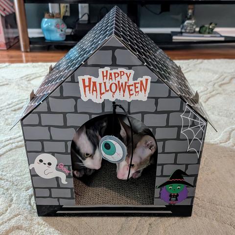 2 Cornish Rex cats in a Halloween house with scratching pad