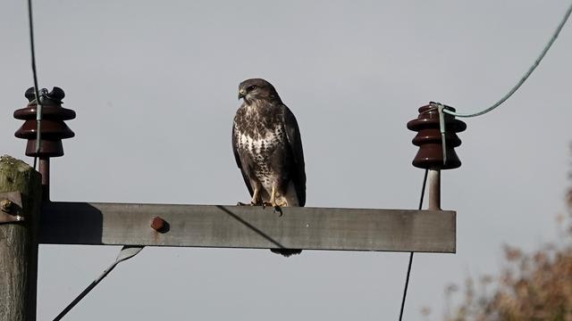 A buzzard perched on a wooden electricity pylon, with a blue/grey sky behind. The bird is facing mostly towards us, and is mostly dark brown, with a white chest area, and white markings elsewhere.