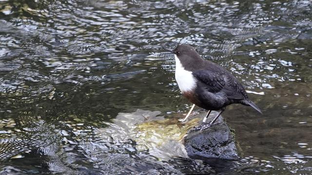 A dipper bird standing mid/right in the picture, on a rock in a swirling river. The bird is facing to the left/away from us, and has a dark brown body, and white neck/chest area.