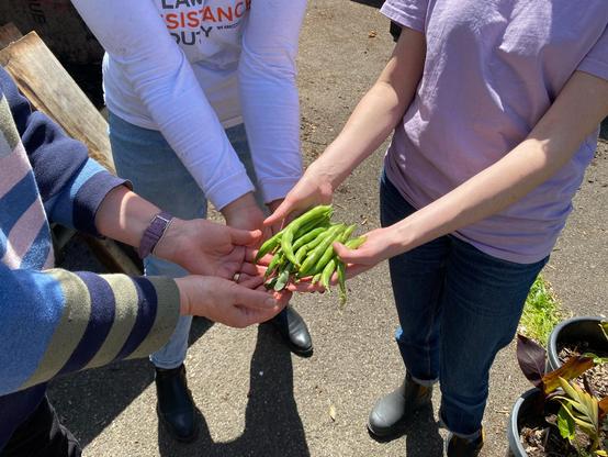 Three pairs of volunteer hand outstretched holding a pile of unshelled broad beans
