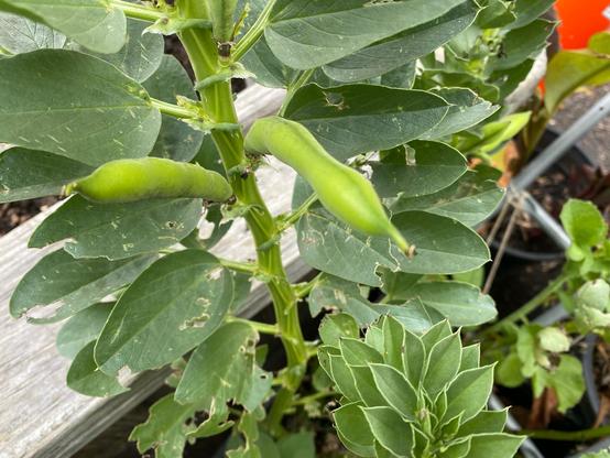 Large broad beans growing on a beanstalk
