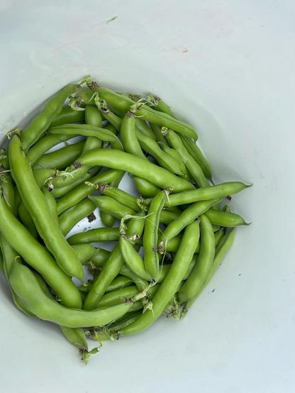 The inside of a white plastic bucket filled with freshly harvested beans