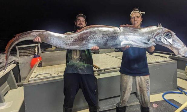 Due pescatori su una barca sorreggono, non senza fatica, un pesce serpentino lungo quasi tre metri, dalle scaglie argentee e una sottile cresta marrone. La parte frontale dell'animale, dal grande occhio gelatinoso, appare alquanto allungata e stranamente simile alla testa di un cavallo.