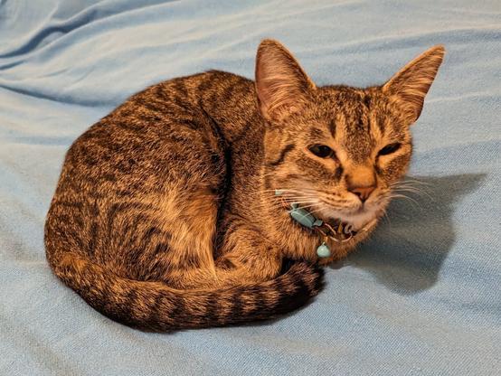 My sweet little tabby girl, Mira looking up sleepily at me from her bed