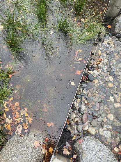 Rain garden by a roadside with greenery, rocks, and a drainage feature, bordered by a sidewalk and a street.