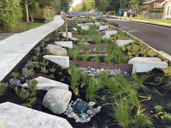 Rain garden by a roadside with greenery, rocks, and a drainage feature, bordered by a sidewalk and a street.