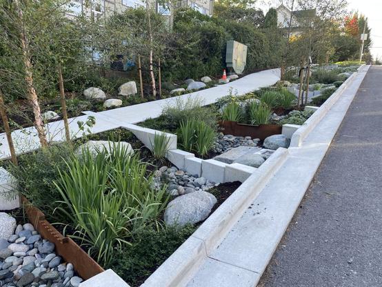 Rain garden by a roadside with greenery, rocks, and a drainage feature, bordered by a sidewalk and a street.