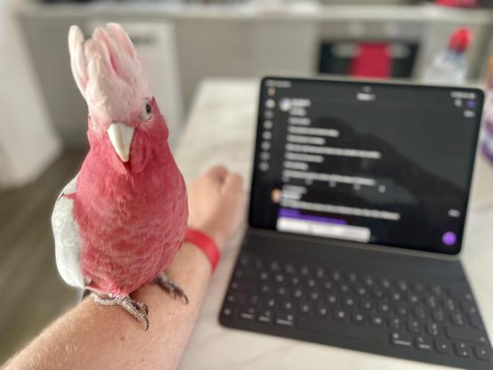 My office assistant. A pink and grey galah sits on my arm whilst I read my iPad.