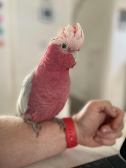 A pink and grey galah, resting on my outstretched arm.