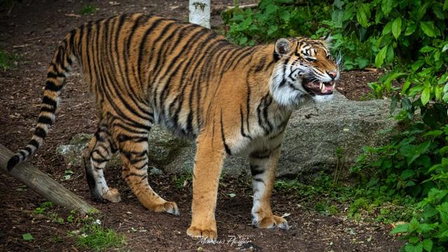 Tiger nimmt die Fährte auf