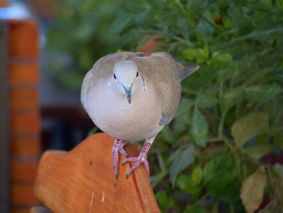 A collared dove sitting on the back of a chair. The dove is turned towards the camera with its head a bit lowered making it look a bit chonky. Its head is turned directly at the camera making both its eyes visible and making it look a bit goofy too.