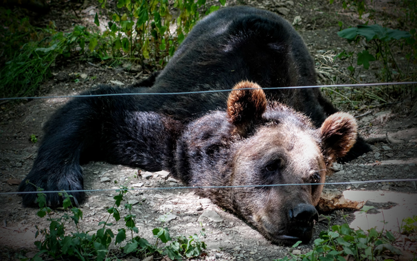 Ein Bär hat es sich auf dem Waldboden gemütlich gemacht. Platt wie eine Flunder liegt er im Halbschatten mit dem Kopf auf dem Boden.