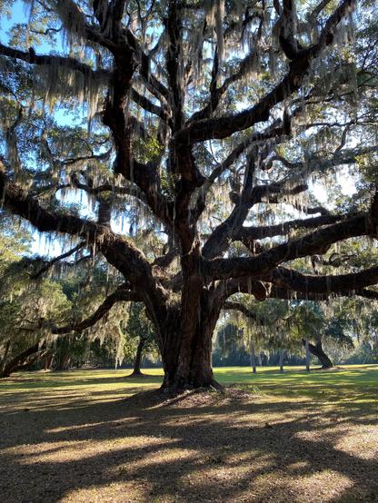 Color image of a live oak tree, coastal South Carolina, USA. Image shows a massive live oak tree draped in Spanish moss, hundreds of years old, towering above the savanna. Blue sky above, sun dappling through the branches.