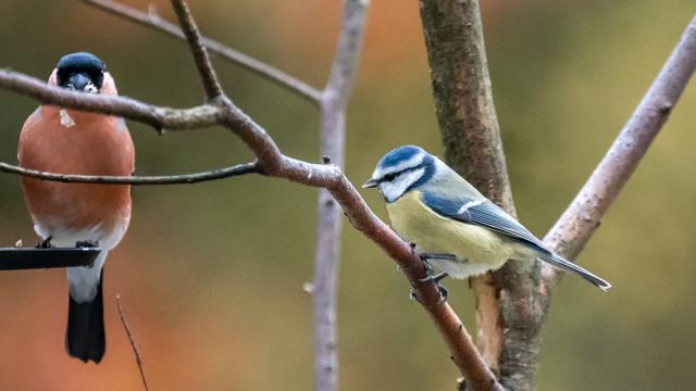 Gimpel und Blaumeise