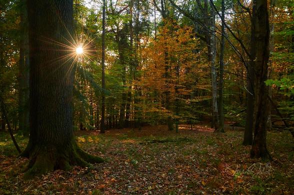 The photo shows an autumn mixed forest in the light of the slowly setting sun. Down below, there are already a lot of autumn leaves in the grass. In the background you can see the colorful forest, but still a lot of trees have green leaves. In the center of the frame grows a small beech tree, which contrasts with the rest of the forest with its beautiful orange-gold color. On the left side of the frame there is a large trunk of an old oak tree. The oak tree is in light shade. Right next to the oak tree there is a small sun, like a star with many long rays, that squeeze through the treetops.