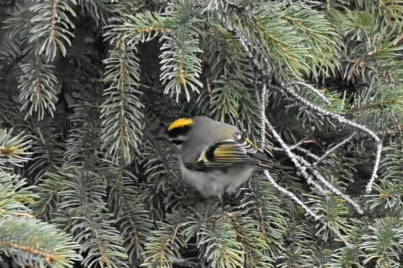 A small bird is sitting between spruce tips,  looking mostly away from the camera. It's upper wings are grey, and lower down, they have a yellow and black stripey pattern. Its breast is very light grey. A bright yellow central stripe atop the head is very noticeable.  The yellow is flanked by broad black stripes.