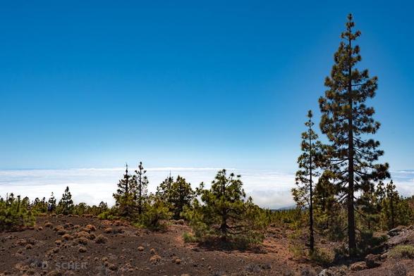 A row of conifers of increasing size from farthest on the left to closest on the right grows on a rocky terrain of orange hues, above a sea of white clouds under a big blue sky.