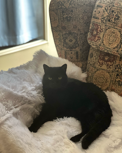 Black cat sitting on a white throw