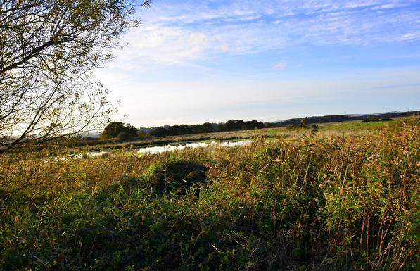 Pond in a meadow.