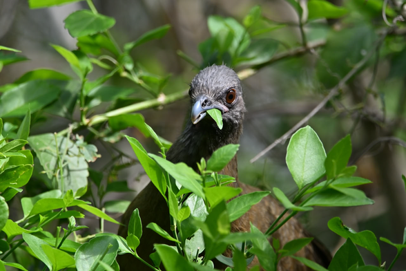 a large brown bird with red irises and a large curved bill chomps on a green leaf, which sticks out the side of it's mouth.

The Common Chachalaca - a small dinosaur to be sure