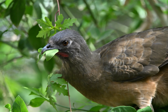 seen here with no less than 3 leaves in his beak...