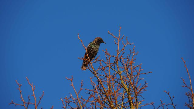 Ein Star auf einem blätterlosen Baum vor einem sehr blauem Himmel