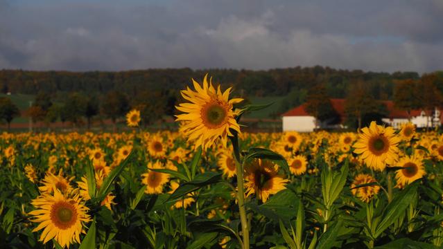 Blühendes Sonnenblumenfeld im Sonnenlicht. Eine Blüte ist etwas höher als die anderen