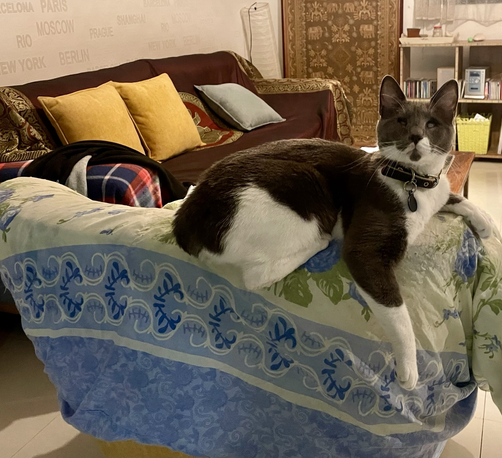 A blind gray and white cat sitting on the back of an armchair in an off posture. One foreleg is hanging straight down, the other lying across the cushion. His butt is canted at a strange angle to his body. His head is up alertly.