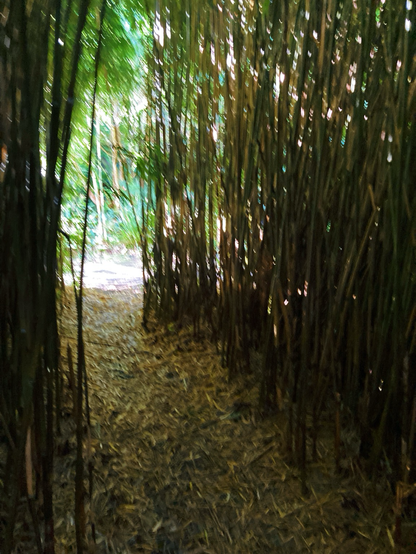 Bamboo passageway