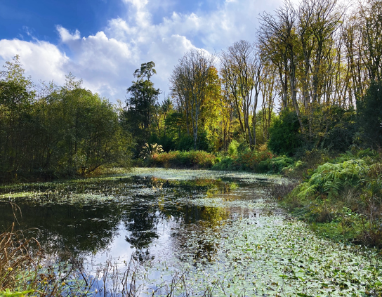 Pond surrounded by trees reflecting in the water