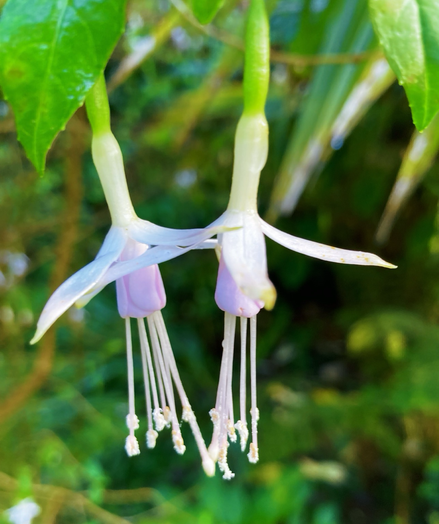 Pinky white double blooms