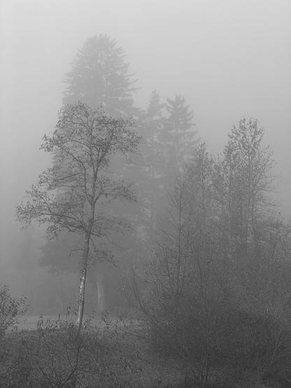 A group of trees shimmers through the autumn fog