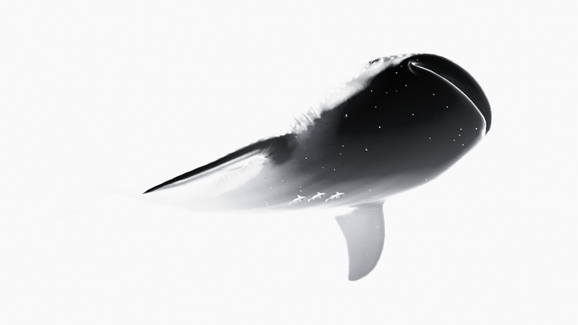 The head of a whale shark in black on a white background with the rest of the whale's shark body disappearing in the white.