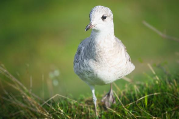 A white gull walking on a grass and staring straight to the camera. A very shallow depth of field.