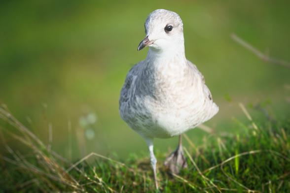 A white gull walking on a grass and staring straight to the camera. A very shallow depth of field.