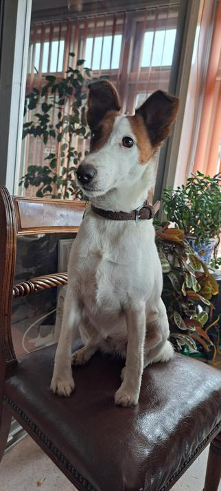 Smooth haired fox terrier sitting on a chair.