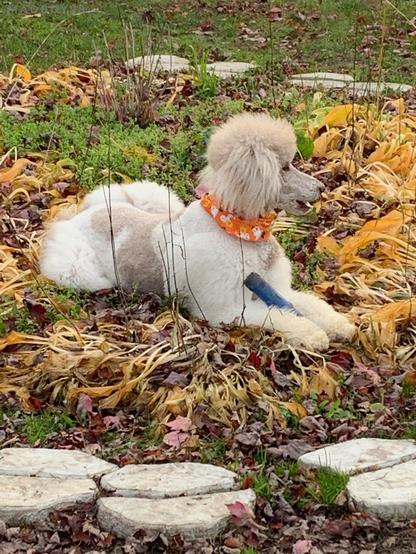 Carat the Royal Poodle, resting in a Sphinx position, with her blue toy between her front legs. She is in a flower bed in automn, flowers gone but green stems turned yellow, red leaves from sugar maples on the ground, and grass is still green.