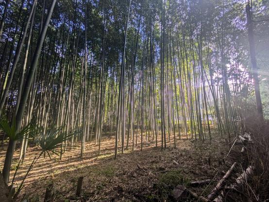 A bamboo forest near sunset, with dramatic lighting
