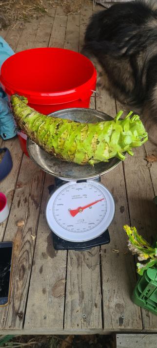 kohlrabi mit 1 kg