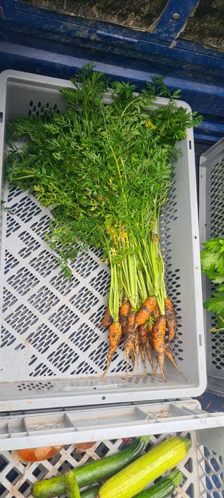 some small carrots