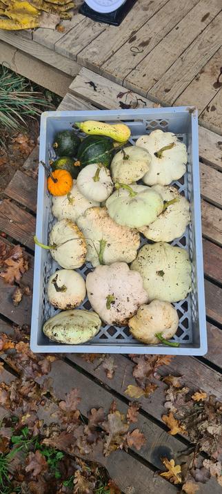a mix of pumpkings