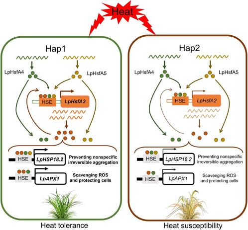 Diagrams comparing the mechanism by which heat shock factors LpHsfA2/4/5 influence heat tolerance by self-regulating and regulating the expression of the heat-shock protein gene LpHSP18.2 and the ascorbate peroxidase gene LpAPX1 in Hap1 and Hap2 mutants of perennial ryegrass (Lolium perenne).