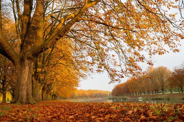 Das Foto zeigt eine Allee von Kastanien die in Herbstfarben leuchten. Die Bäume stehen an einem Weiher, der leicht nach rechts gebogen ist. Der Boden ist voll mit Herbstlaub.