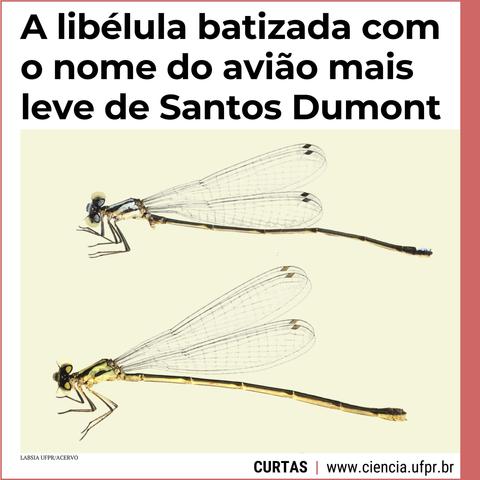 Cartão com fundo bege e uma foto onde se vê duas libélulas, uma de corpo mais fino, a fêmea; e outra de corpo maior, o macho. Ambas têm asas delicadas, transparentes, com arquitetura em formatos geométricos. Sobre o cartão, está a chamada: "A libélula batizada com o nome do avião mais leve de Santos Dumont", que trata de uma pesquisa do Laboratório de Sistemática de Insetos Aquáticos (Labsia) da Universidade Federal do Paraná (UFPR). A foto é do acervo do laboratório. Abaixo, o nome da seção Curtas e o site da Ciência UFPR (www.ciencia.ufpr.br).