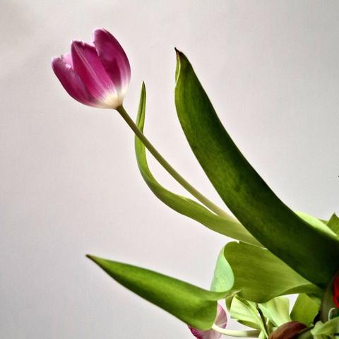 A close-up view of a pink tulip flower with green leaves and stems. The tulip is in full bloom, with its petals open and displaying a vibrant pink color with a hint of white at the base. The background is plain and light-colored, making the flower stand out prominently.