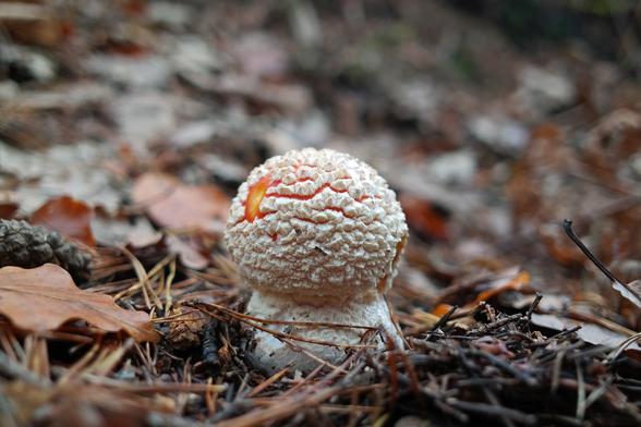 A single, young and bulbous fly agaric mushroom (Amanita muscaria) growing in the middle of a forest trail in dried fallen leaves and pine cones and needles.