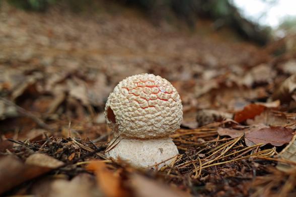 A single, young and bulbous fly agaric mushroom (Amanita muscaria) growing in the middle of a forest trail in dried fallen leaves and pine cones and needles.