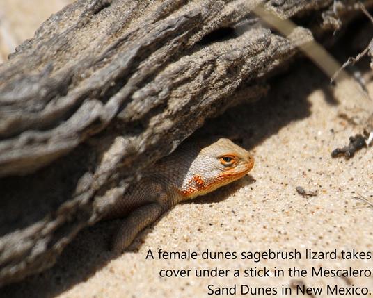 photo - female dunes sagebrush lizard takes cover under a stick in the Mescalero Sand Dunes in New Mexico.