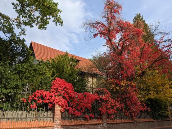 Eine mit roten Blättern vom wildem Wein überwucherte Ziegelmauer mit Schmiedeeisengitter. Dahinter rechts ein Baum mit ebenfalls roten Blättern. In der Bildmitte hinter Mauer und Büschen ein Fachwerkhaus mit rotbraunen Dachziegeln. Der Himmel mit hellgrauen Wolken und ein paar blauen Flecken.
